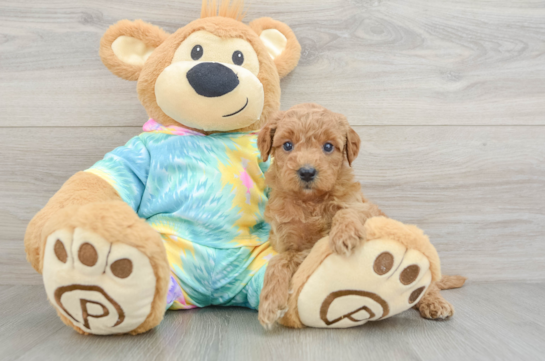 Mini Aussiedoodle Puppy for Adoption