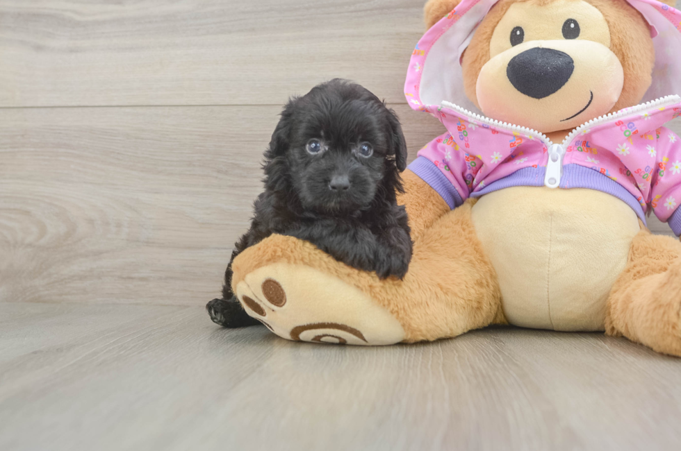 5 week old Mini Aussiedoodle Puppy For Sale - Puppy Love PR