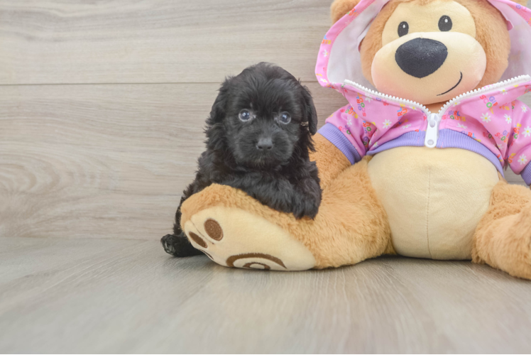 Meet Cuddles - our Mini Aussiedoodle Puppy Photo 1/3 - Puppy Love PR Little Mini Aussiepoo Poodle Mix Puppy