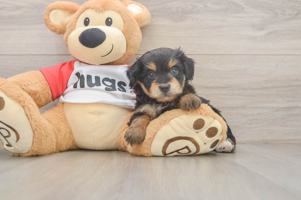 5 week old Mini Aussiedoodle Puppy For Sale - Puppy Love PR