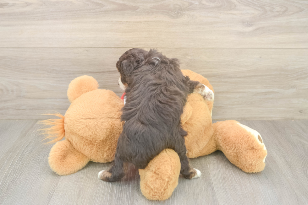 Playful Mini Aussiepoodle Poodle Mix Puppy