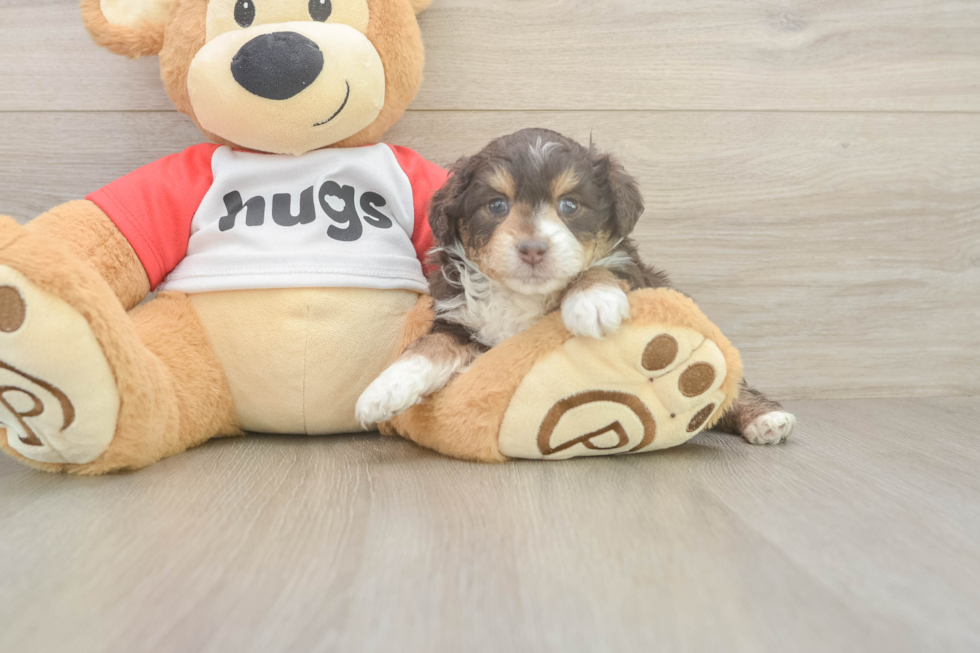 Best Mini Aussiedoodle Baby