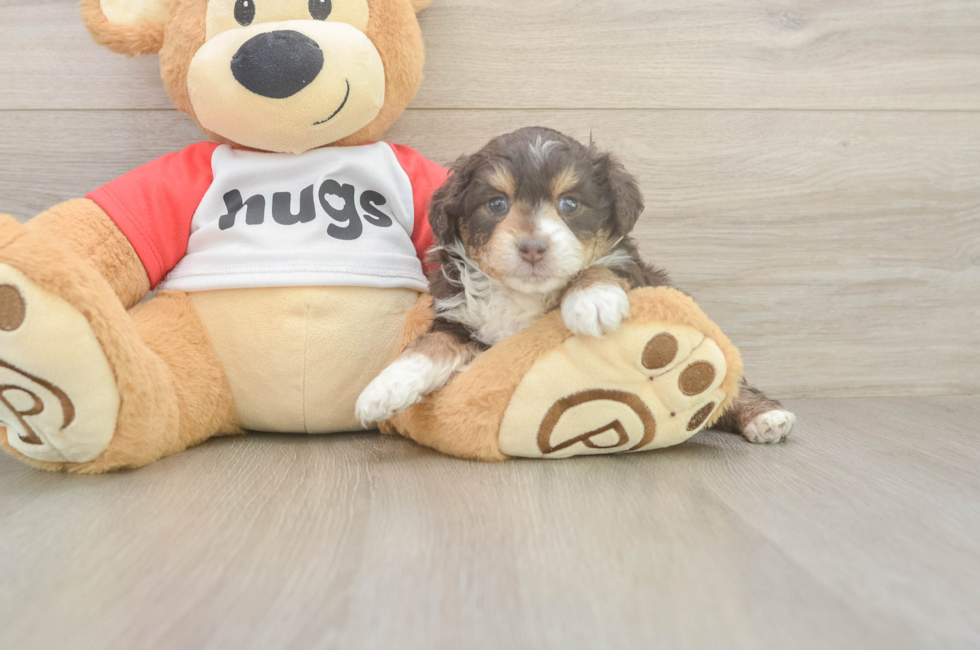 5 week old Mini Aussiedoodle Puppy For Sale - Puppy Love PR