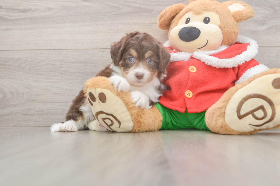 Funny Mini Aussiedoodle Poodle Mix Pup