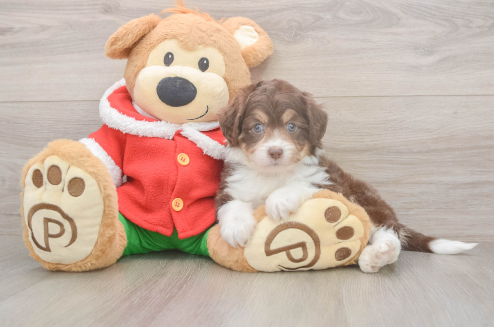 5 week old Mini Aussiedoodle Puppy For Sale - Puppy Love PR