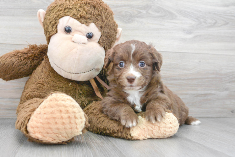 Meet Cuddles - our Mini Aussiedoodle Puppy Photo 1/3 - Puppy Love PR Mini Aussiedoodle Puppy for Adoption