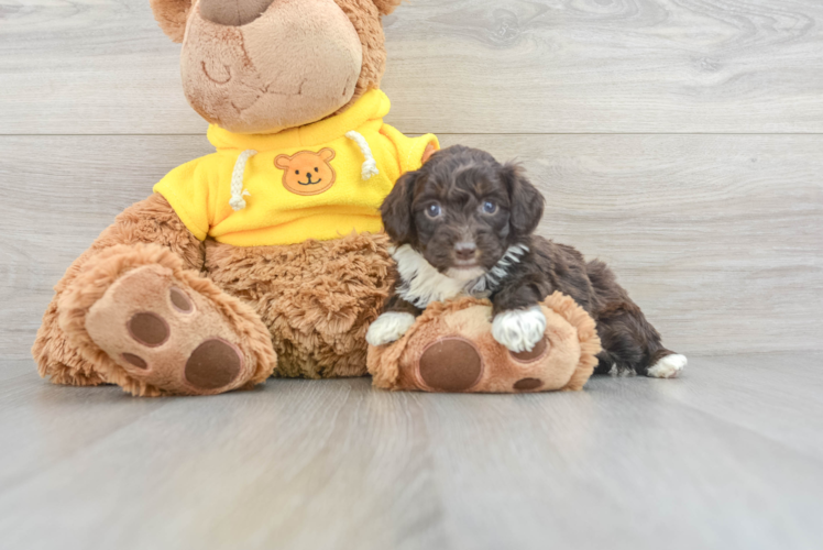 Meet Cutie - our Mini Aussiedoodle Puppy Photo 1/3 - Puppy Love PR Sweet Mini Aussiedoodle Baby