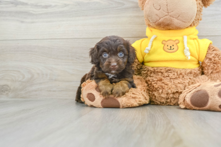 Meet Cutie - our Mini Aussiedoodle Puppy Photo 1/3 - Puppy Love PR Popular Mini Aussiedoodle Poodle Mix Pup