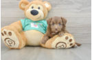 Funny Mini Aussiedoodle Poodle Mix Pup