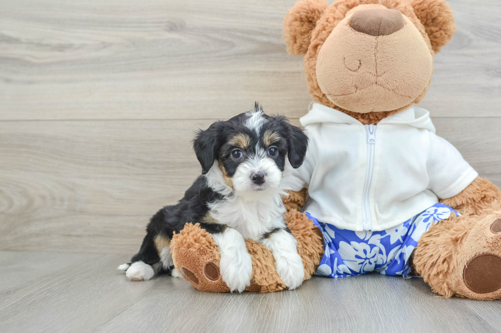 Hypoallergenic Aussiepoo Poodle Mix Puppy