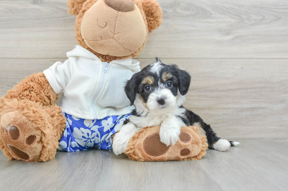 6 week old Mini Aussiedoodle Puppy For Sale - Puppy Love PR