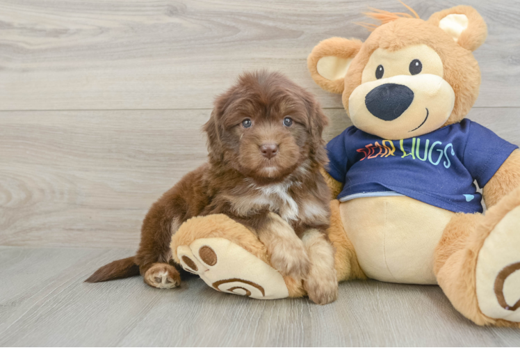 Popular Mini Aussiedoodle Poodle Mix Pup