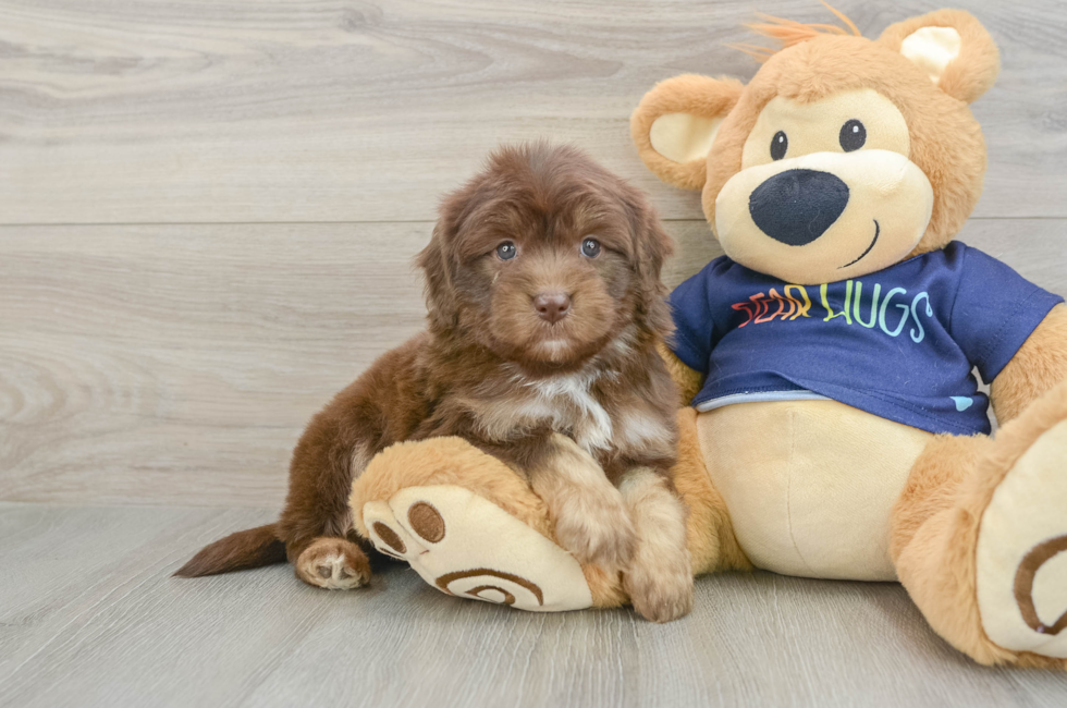 6 week old Mini Aussiedoodle Puppy For Sale - Puppy Love PR