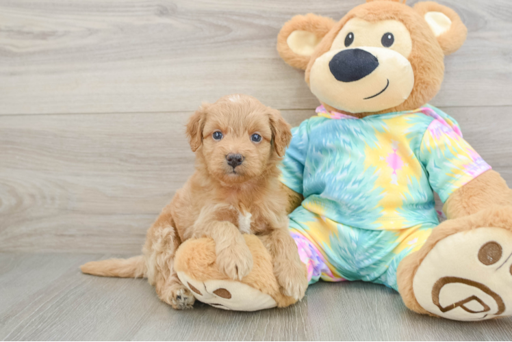 Cute Mini Aussiedoodle Baby