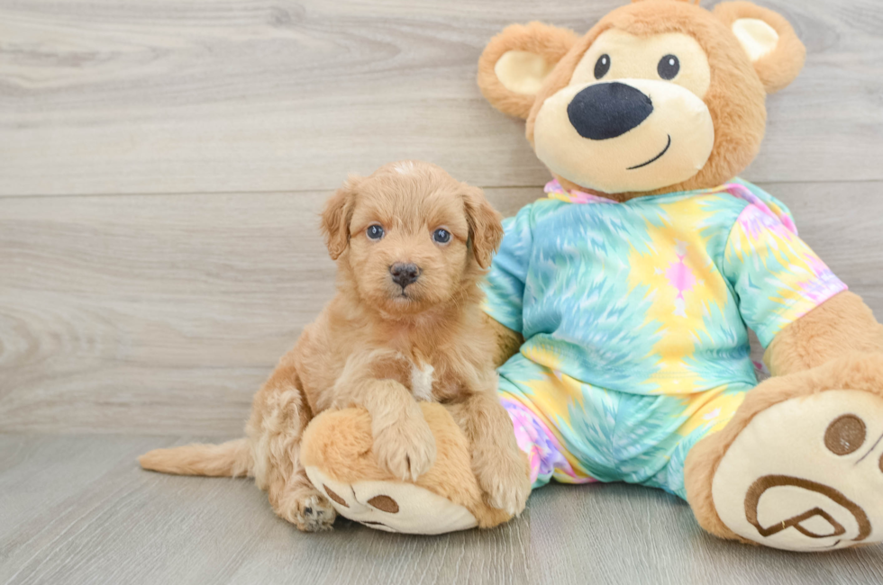 5 week old Mini Aussiedoodle Puppy For Sale - Puppy Love PR