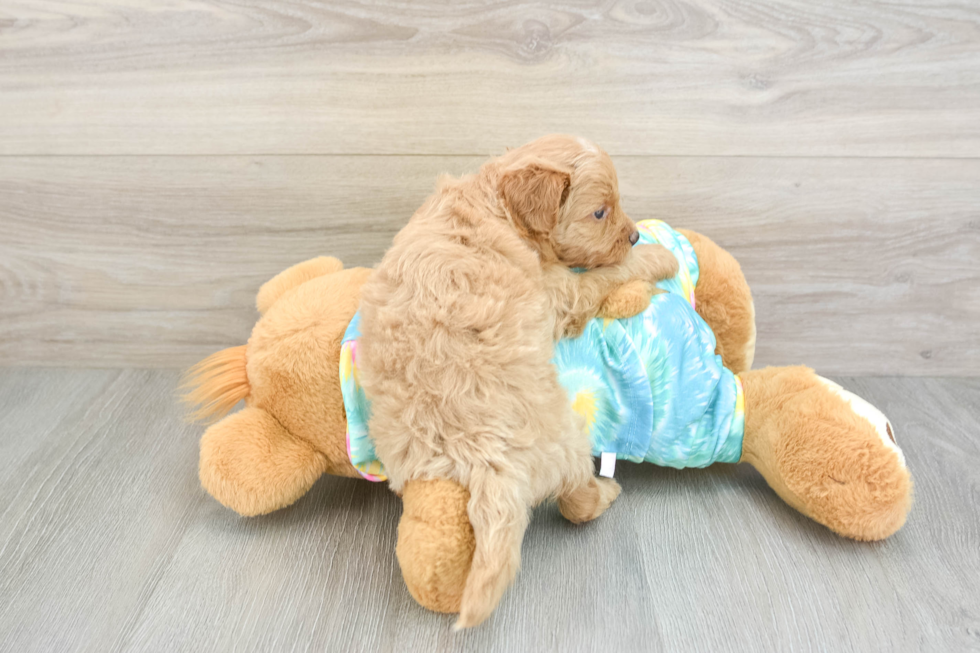 Hypoallergenic Aussiepoo Poodle Mix Puppy