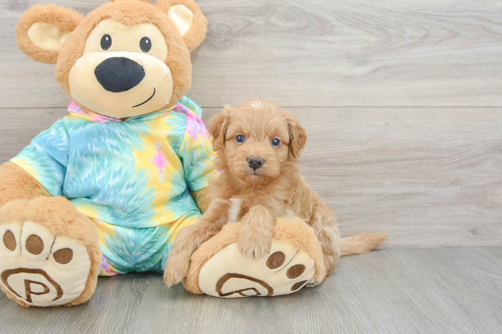 Little Mini Aussiepoo Poodle Mix Puppy