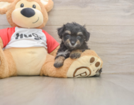 8 week old Mini Aussiedoodle Puppy For Sale - Puppy Love PR