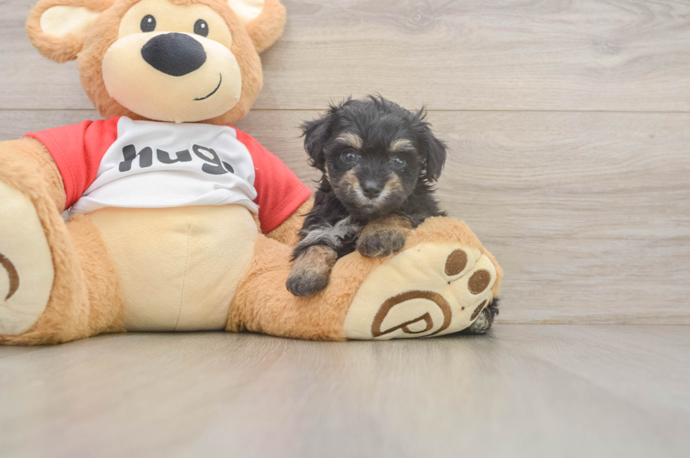 5 week old Mini Aussiedoodle Puppy For Sale - Puppy Love PR