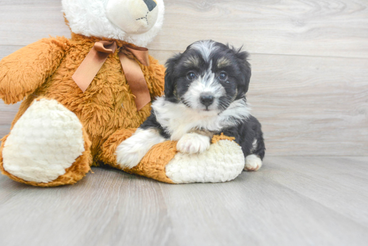 Meet Cutie - our Mini Aussiedoodle Puppy Photo 1/2 - Puppy Love PR Best Mini Aussiedoodle Baby