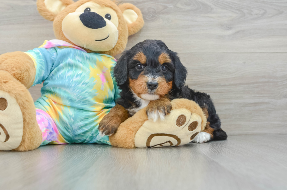 6 week old Mini Aussiedoodle Puppy For Sale - Puppy Love PR