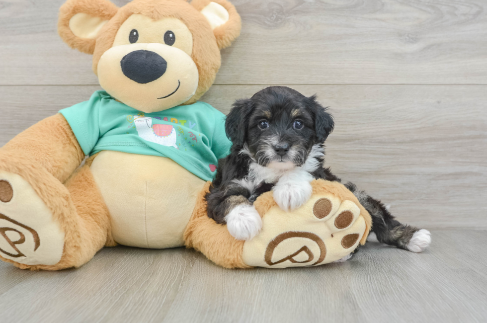 5 week old Mini Aussiedoodle Puppy For Sale - Puppy Love PR