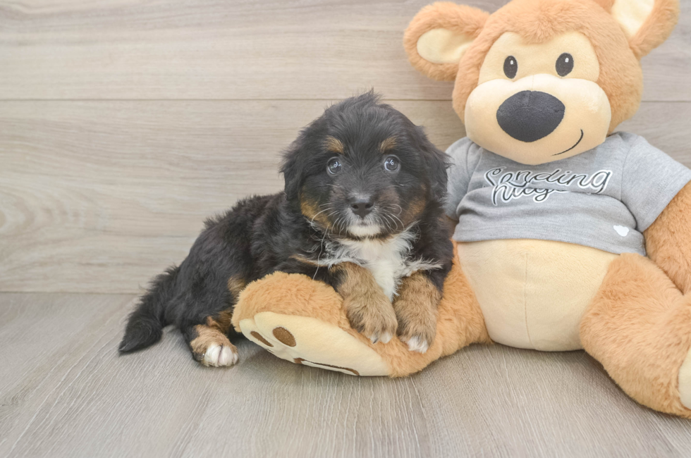 6 week old Mini Aussiedoodle Puppy For Sale - Puppy Love PR