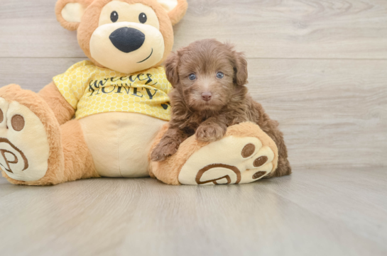 Best Mini Aussiedoodle Baby