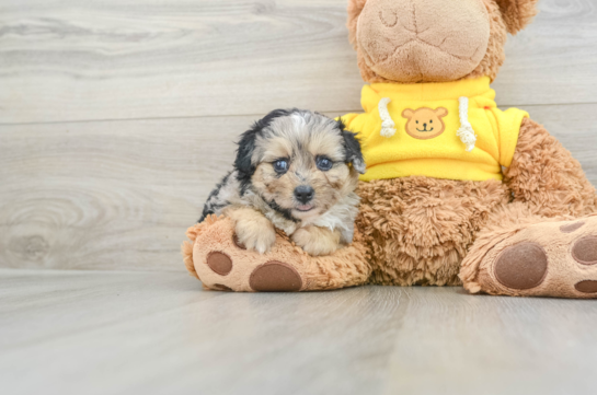 Mini Aussiedoodle Pup Being Cute