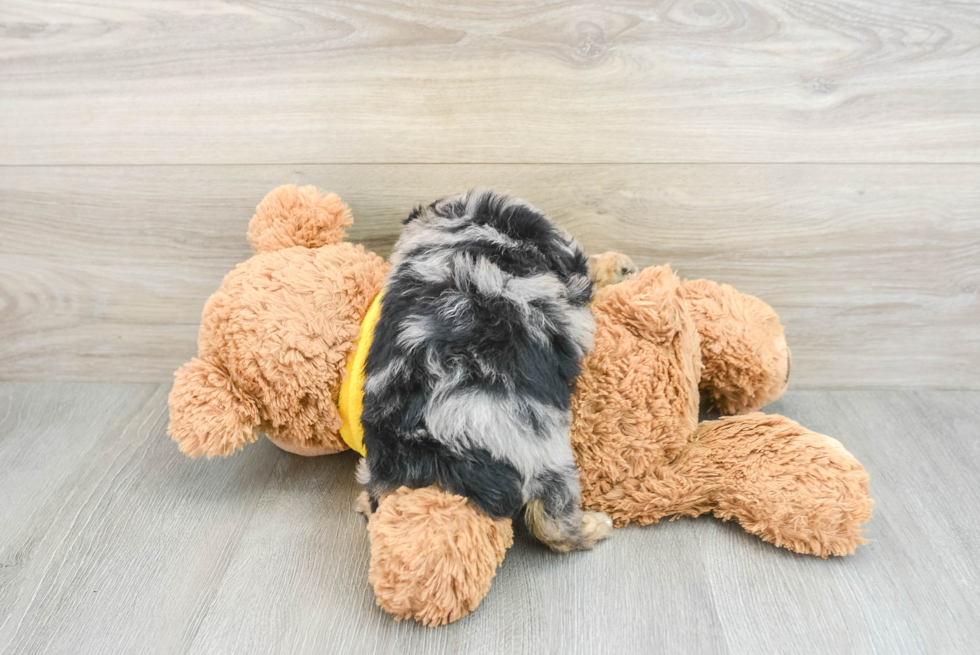 Smart Mini Aussiedoodle Poodle Mix Pup