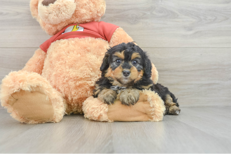 Mini Aussiedoodle Puppy for Adoption