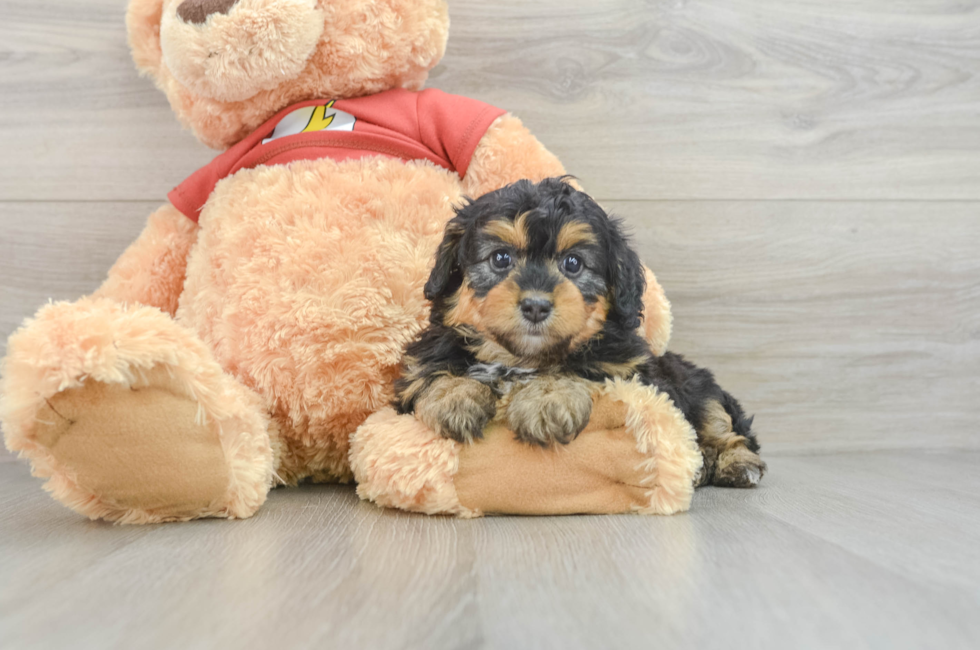 7 week old Mini Aussiedoodle Puppy For Sale - Puppy Love PR