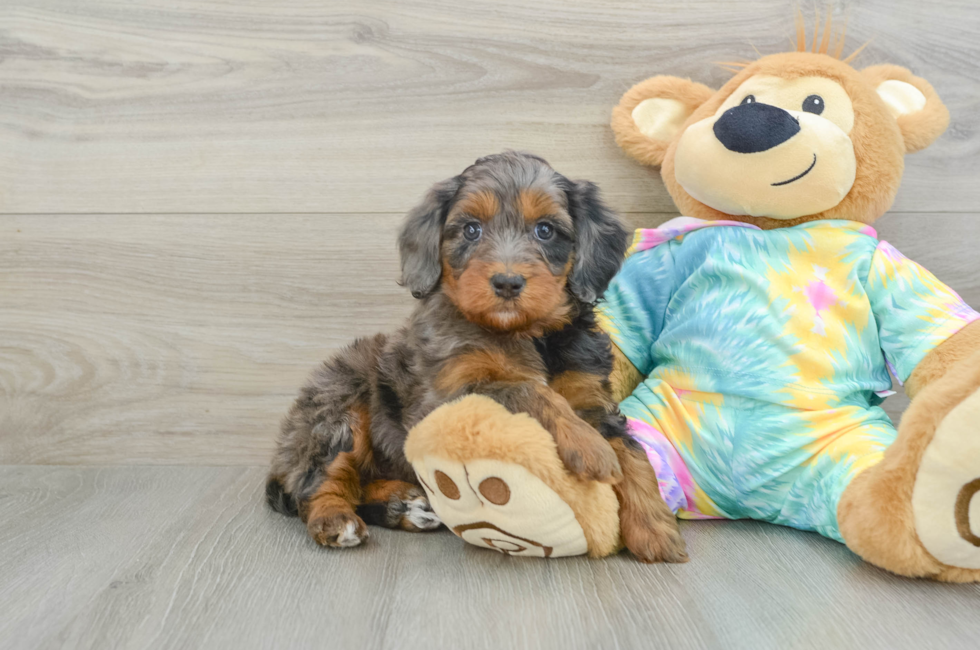 6 week old Mini Aussiedoodle Puppy For Sale - Puppy Love PR