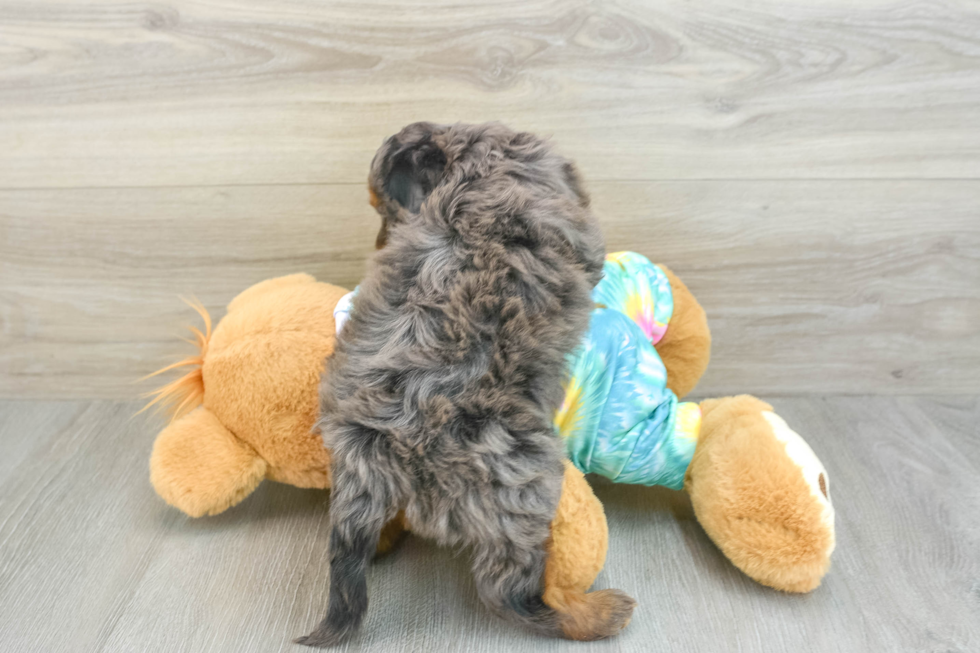 Best Mini Aussiedoodle Baby