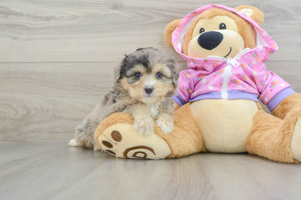 5 week old Mini Aussiedoodle Puppy For Sale - Puppy Love PR