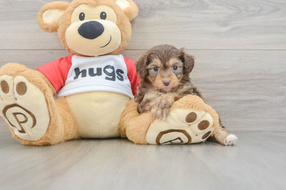 5 week old Mini Aussiedoodle Puppy For Sale - Puppy Love PR