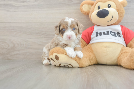 Funny Mini Aussiedoodle Poodle Mix Pup
