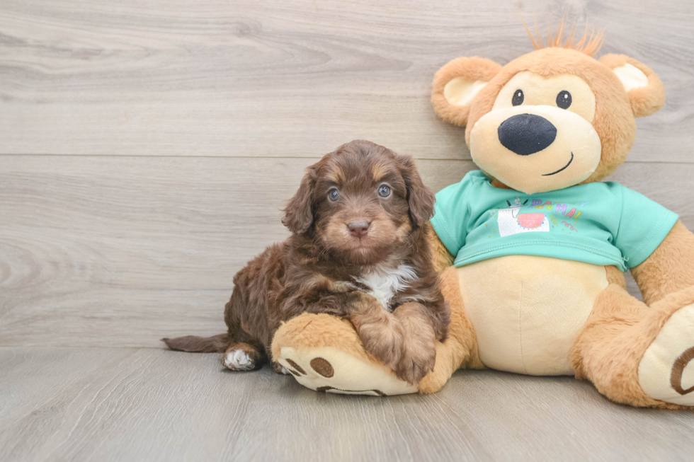 Mini Aussiedoodle Pup Being Cute