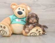 5 week old Mini Aussiedoodle Puppy For Sale - Puppy Love PR