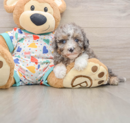 8 week old Mini Aussiedoodle Puppy For Sale - Puppy Love PR