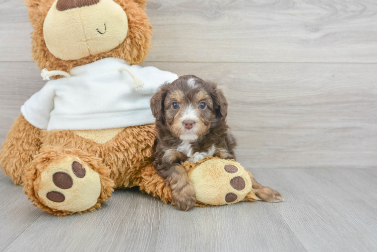 Meet Dapper - our Mini Aussiedoodle Puppy Photo 1/3 - Puppy Love PR Mini Aussiedoodle Puppy for Adoption
