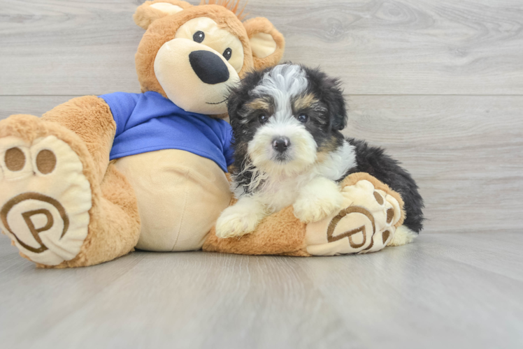 Meet Dapper - our Mini Aussiedoodle Puppy Photo 1/3 - Puppy Love PR Smart Mini Aussiedoodle Poodle Mix Pup