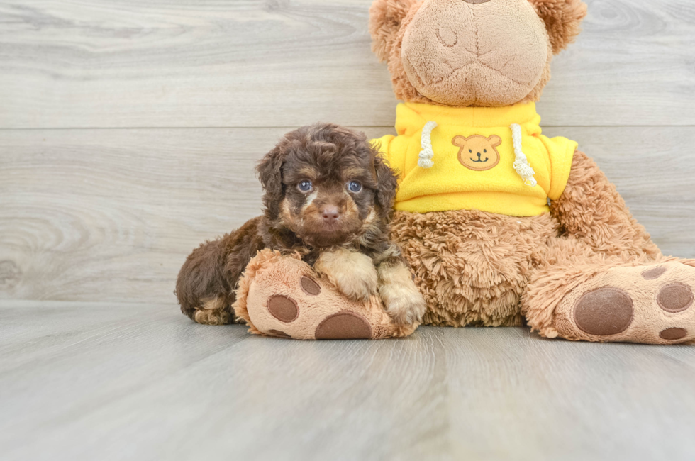 6 week old Mini Aussiedoodle Puppy For Sale - Puppy Love PR