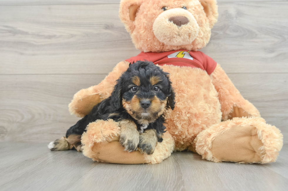 7 week old Mini Aussiedoodle Puppy For Sale - Puppy Love PR