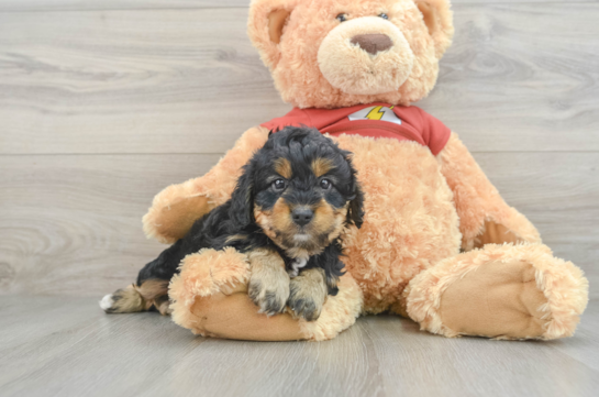 Petite Mini Aussiedoodle Poodle Mix Pup