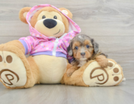 7 week old Mini Aussiedoodle Puppy For Sale - Puppy Love PR