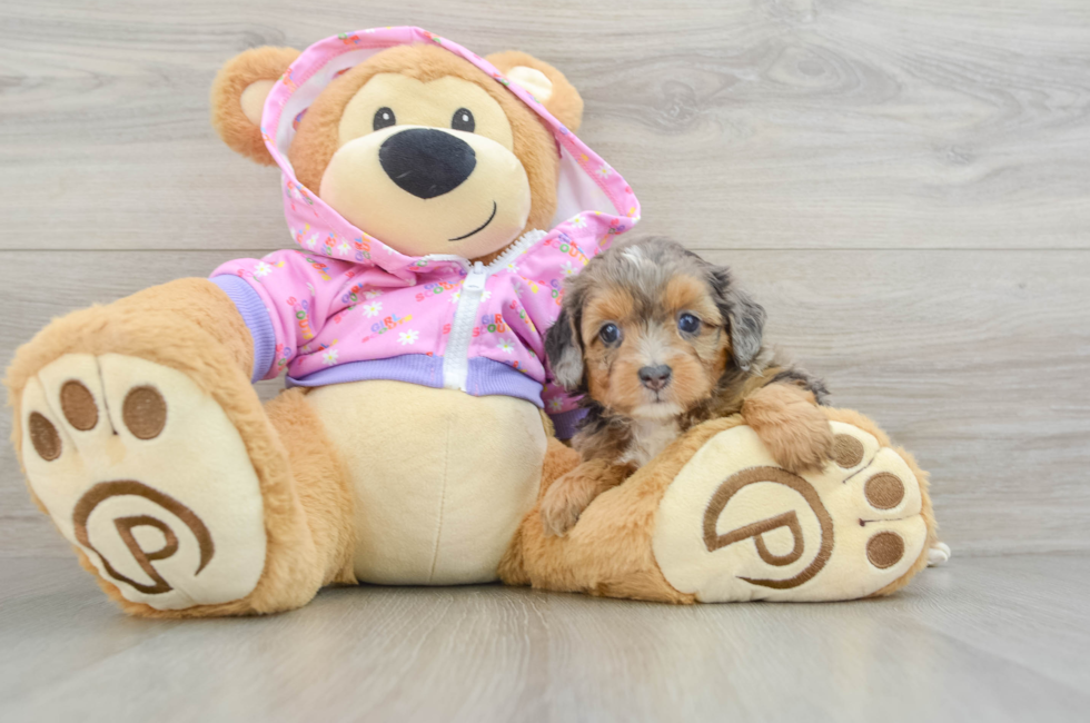 5 week old Mini Aussiedoodle Puppy For Sale - Puppy Love PR