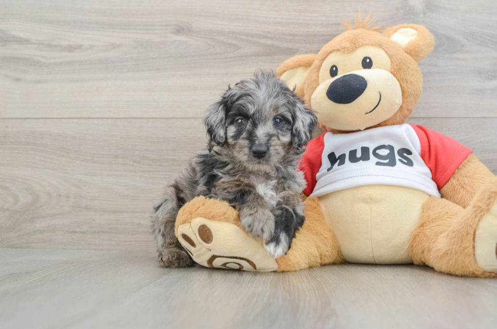 5 week old Mini Aussiedoodle Puppy For Sale - Puppy Love PR