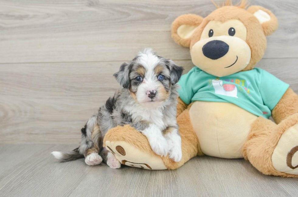 7 week old Mini Aussiedoodle Puppy For Sale - Puppy Love PR