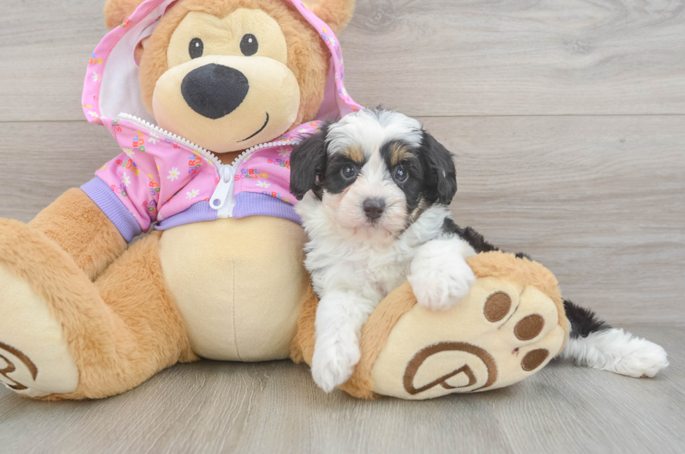 6 week old Mini Aussiedoodle Puppy For Sale - Puppy Love PR